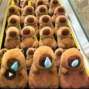 peluche kabibala 30cm